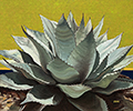 Agave in Green